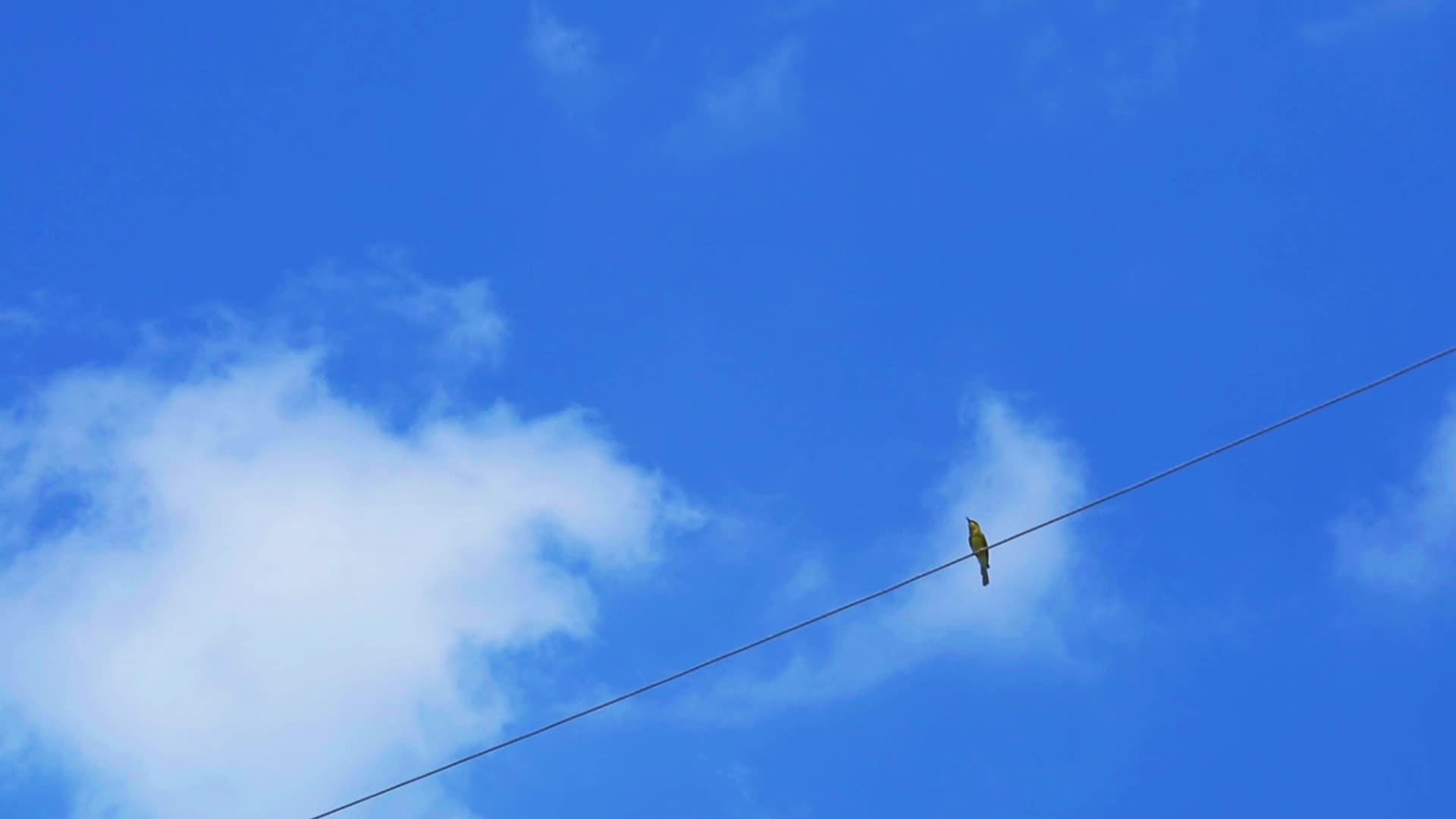 鸟儿挂在电线上白云在蓝天上移动视频的预览图