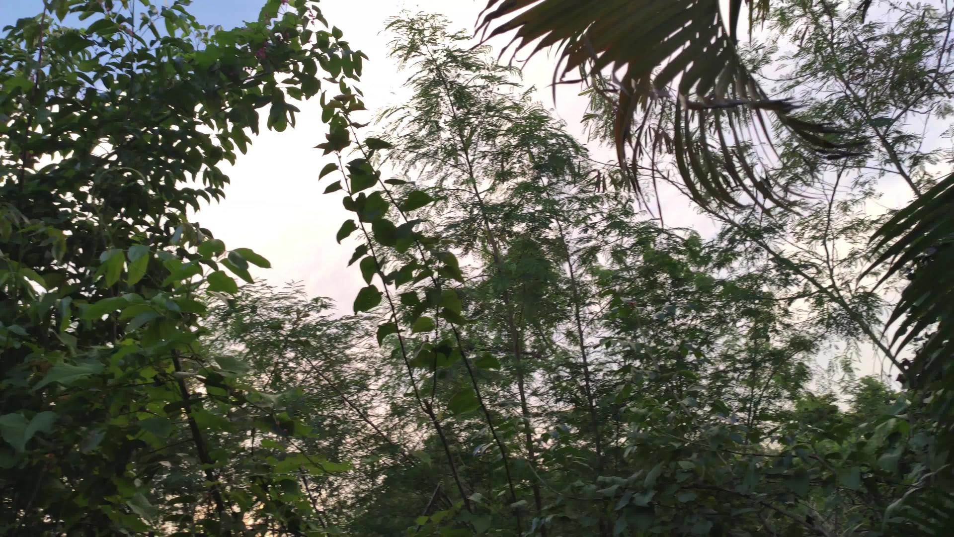 热带植被图2视频的预览图