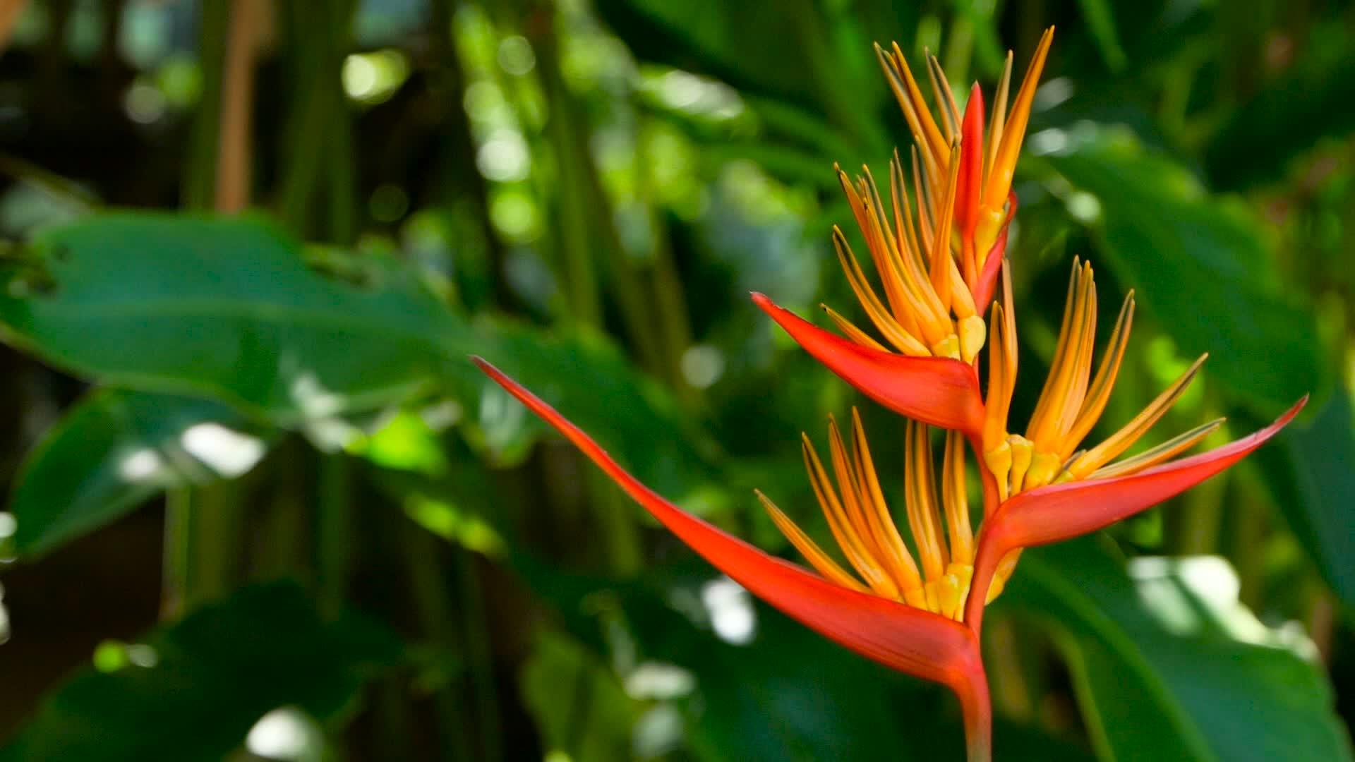 七朵花在雨林花园里盛开视频的预览图