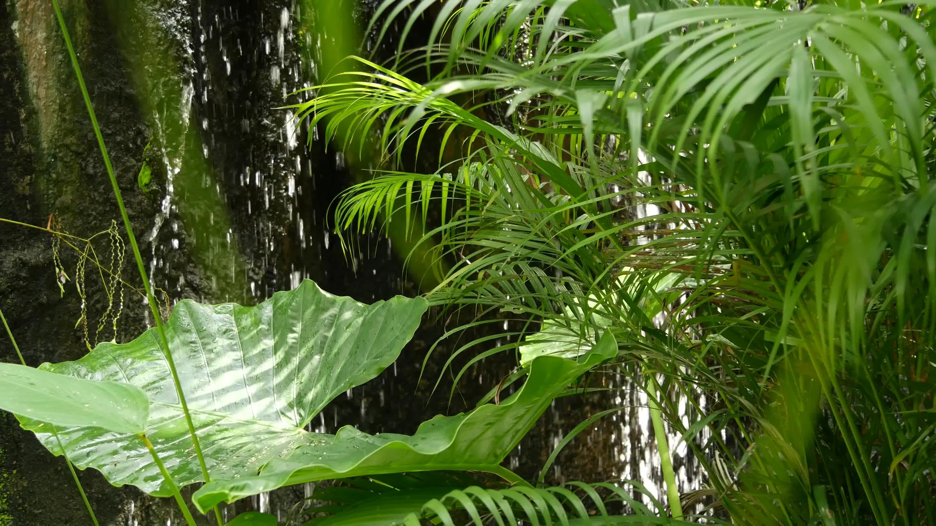 在热带异国情调的背景树林里雨林里有溪流和野生视频的预览图