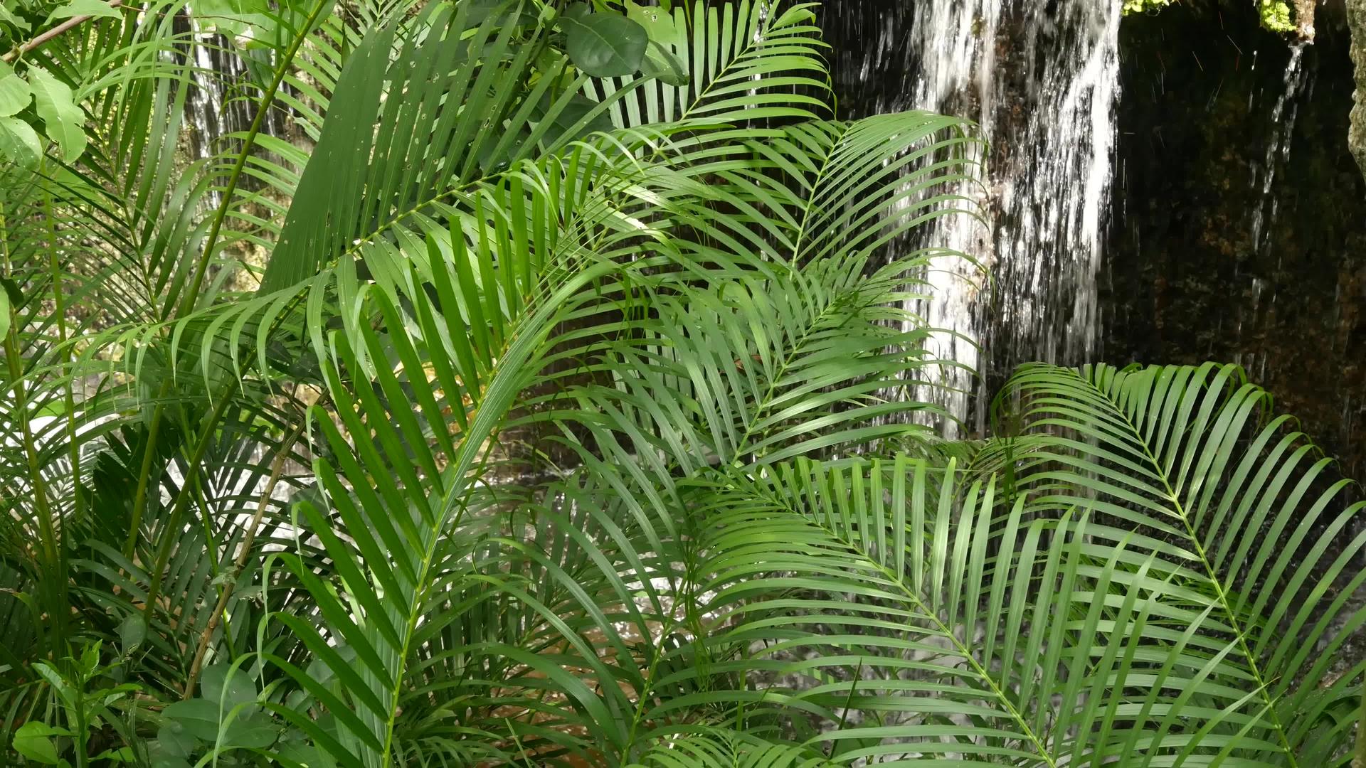 在热带异国情调的背景树林里雨林里有溪流和野生视频的预览图