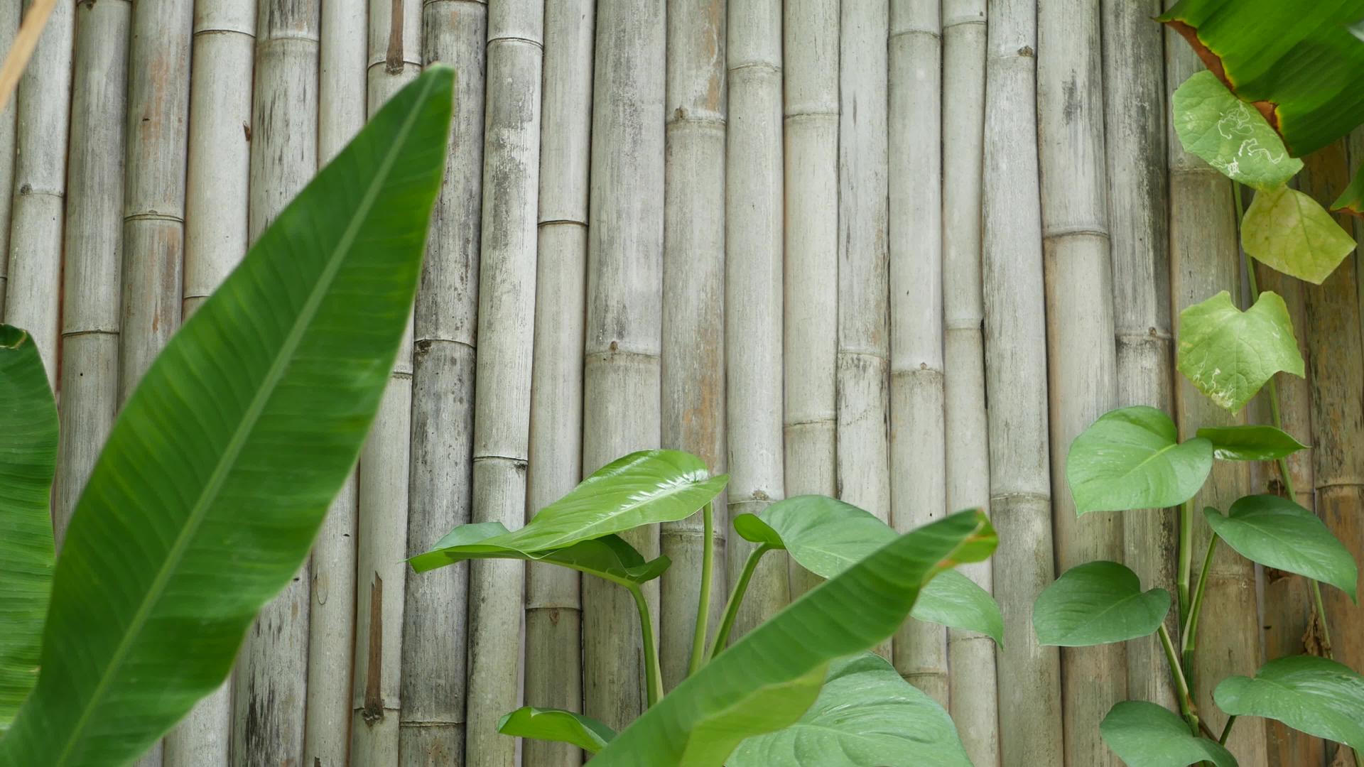热带绿色香蕉叶、木制竹壁破旧的树根布视频的预览图