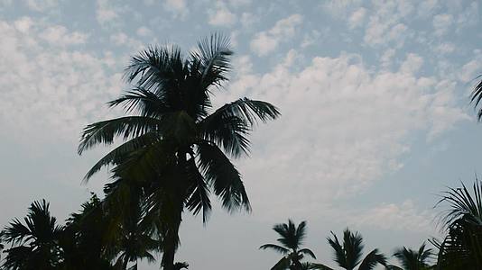 在椰子树的剪影阳光背光下 冬天有漂浮的白色日出天空视频的预览图