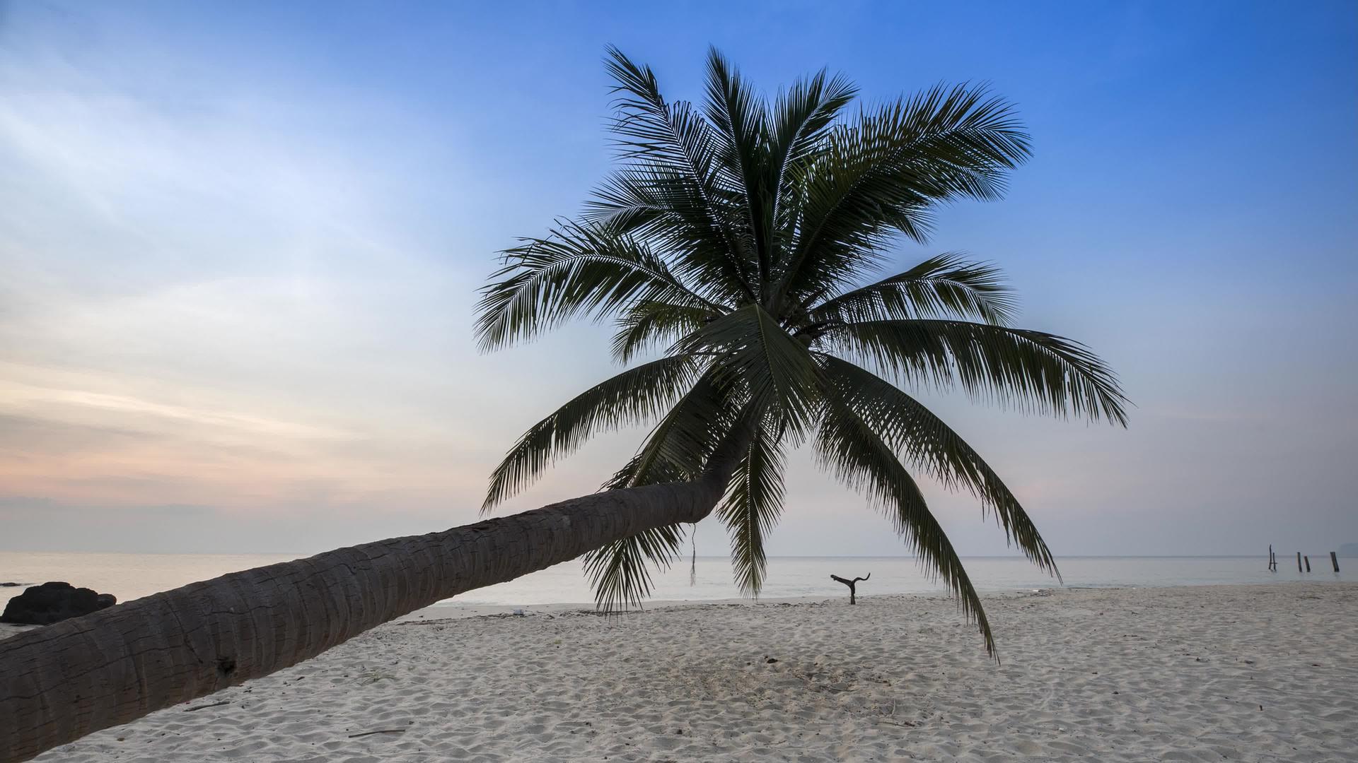 椰子树站在晴空下的海滩上视频的预览图