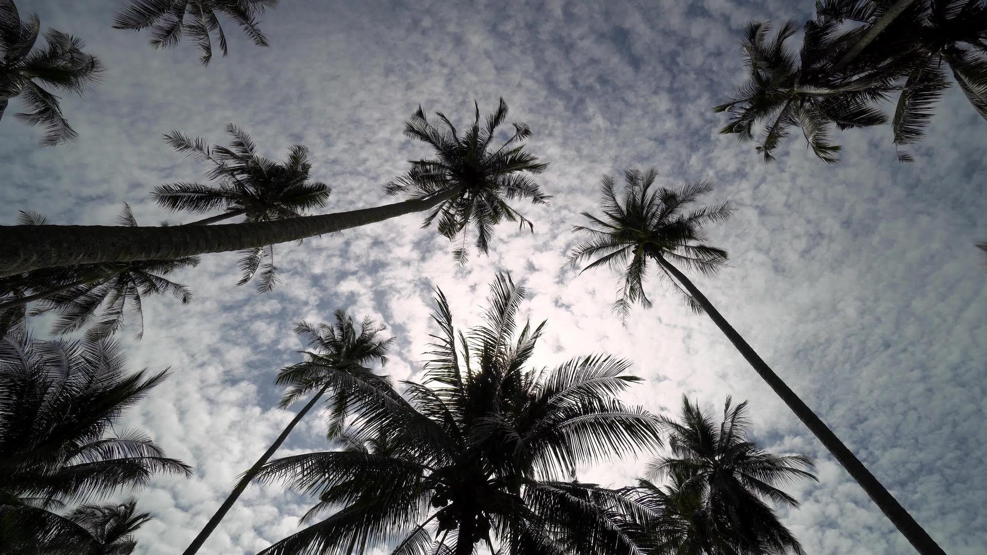 旋转视图向上看光影椰子树视频的预览图