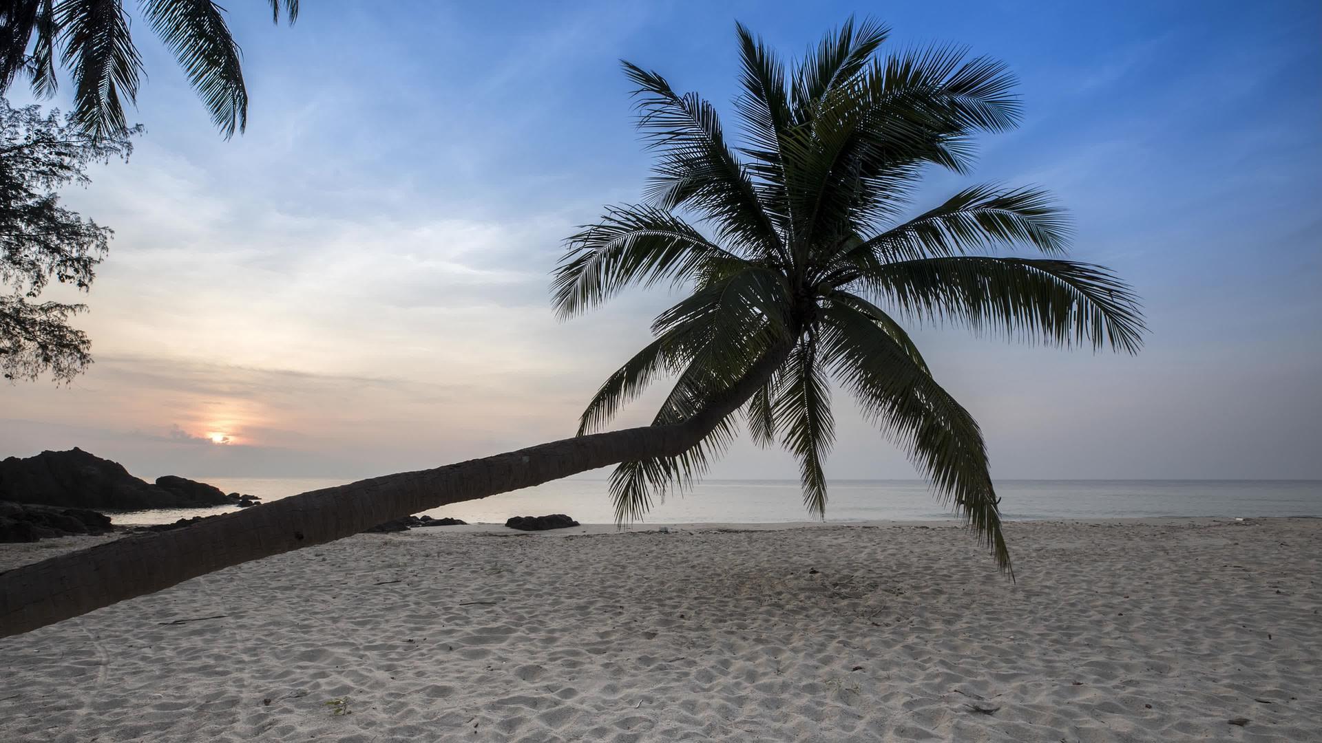 椰子树站在晴空下的海滩上视频的预览图