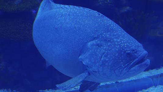海底世界中的大石斑鱼视频的预览图