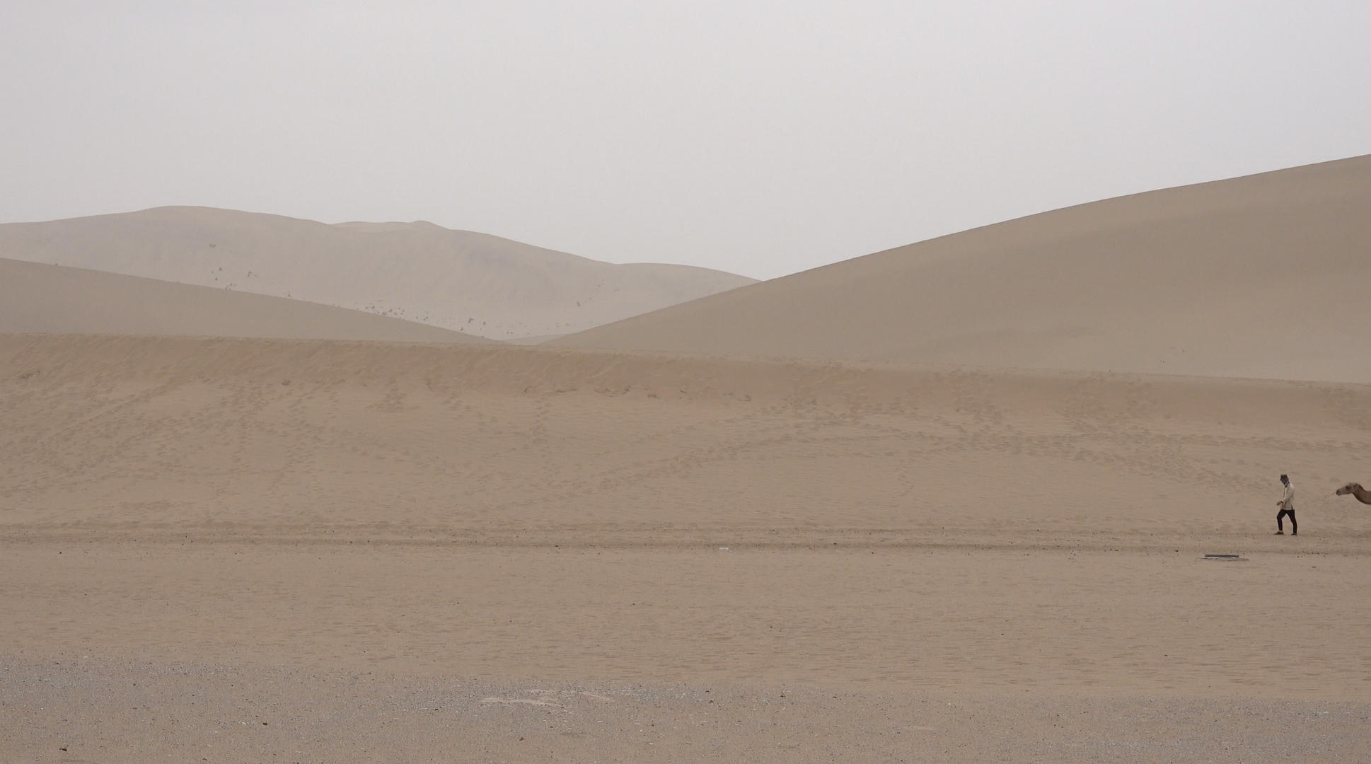 甘肃敦煌沙漠中的骆驼视频的预览图