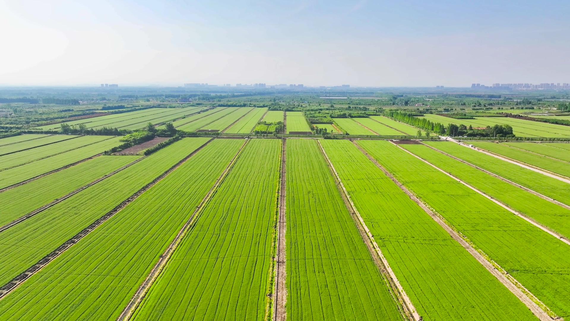 农田绿色麦田4K航拍视频的预览图