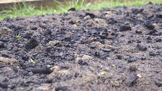 花园床上撒黑煤施肥土壤视频的预览图