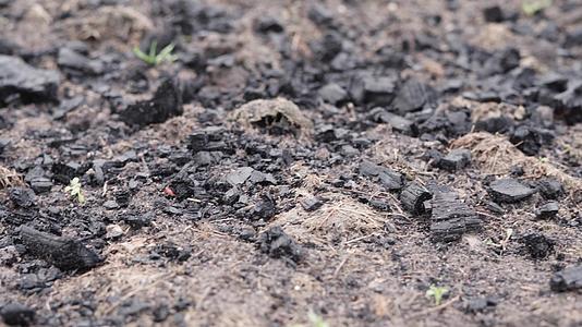 花园床上覆盖着煤以便在种植前施肥土壤视频的预览图
