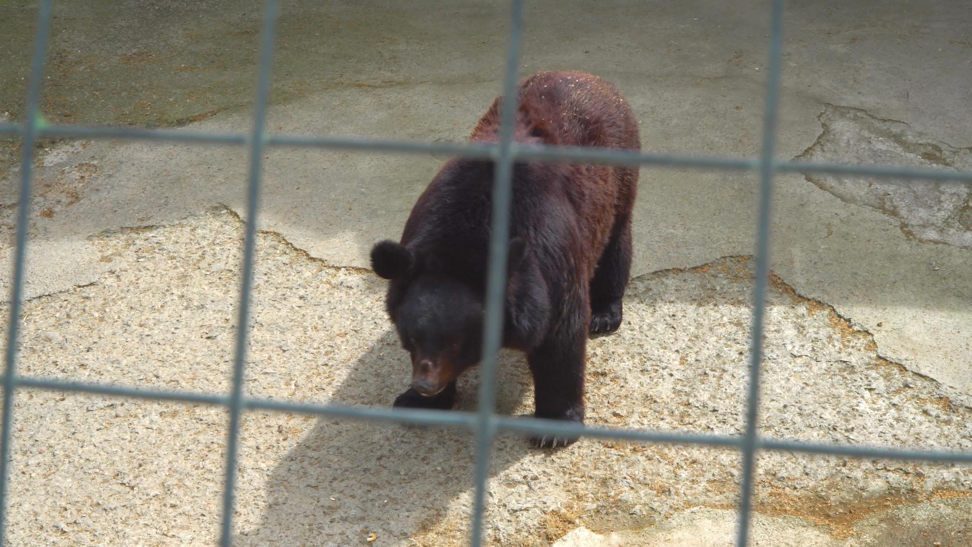 笼子里有棕熊视频的预览图