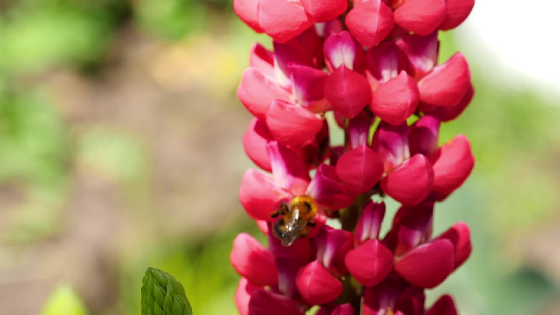 红花上的大黄蜂视频的预览图