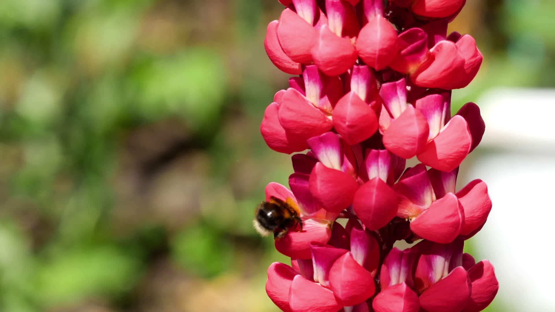 红花上的大黄蜂视频的预览图