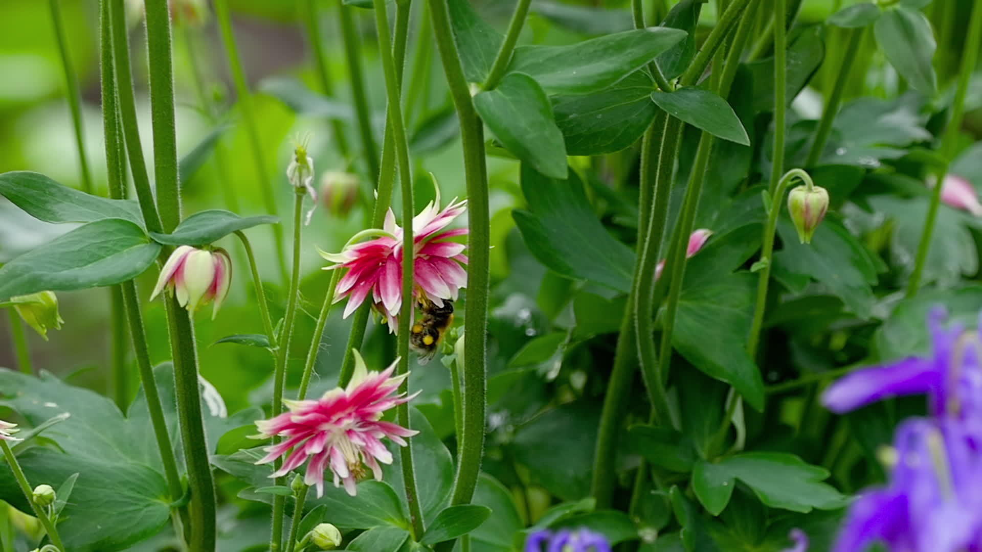 阿基丽花上的大黄蜂视频的预览图