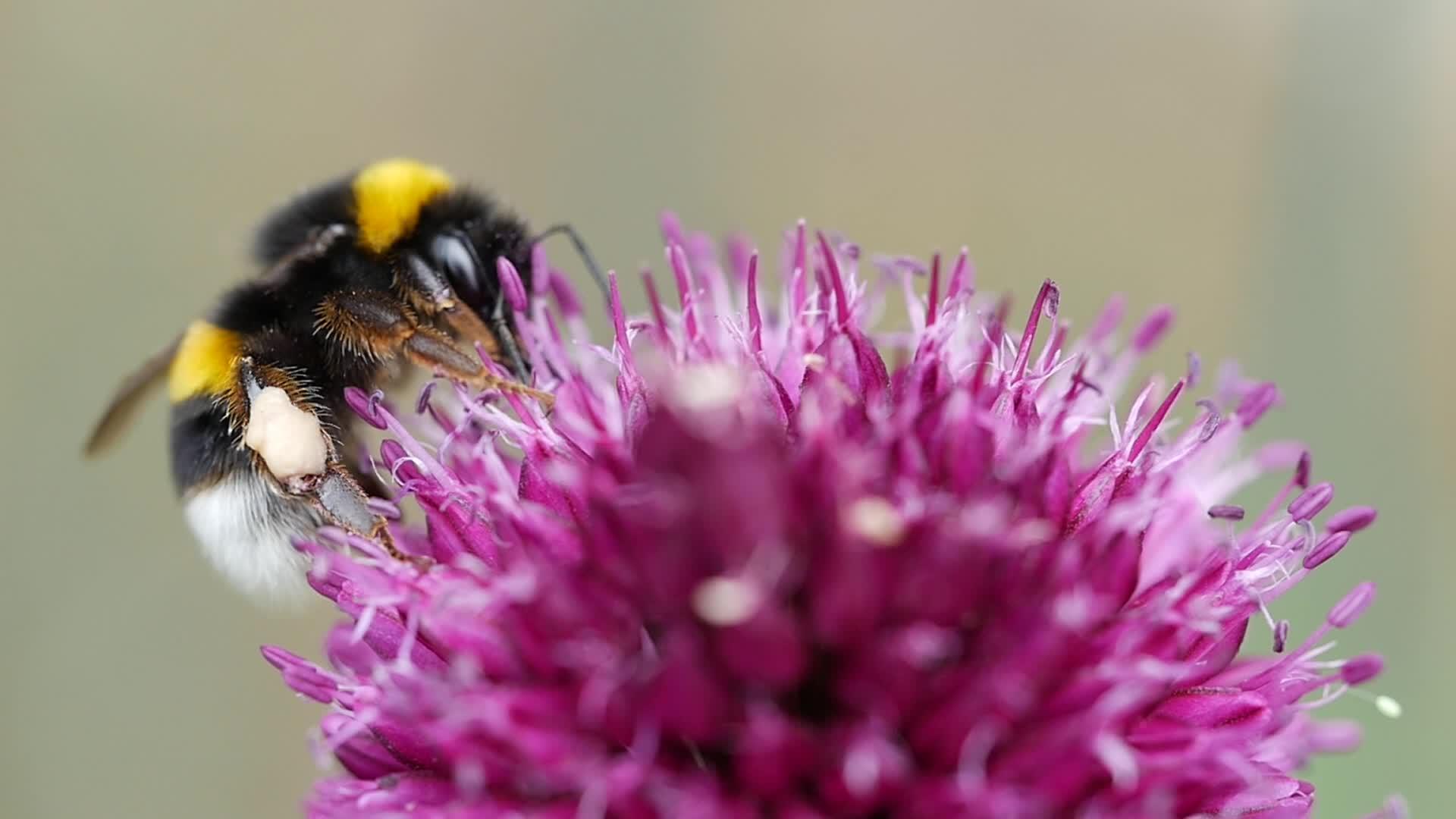 大黄蜂在紫花上收集花蜜视频的预览图