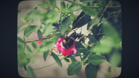 大黄蜂在小粉色的花朵上视频的预览图