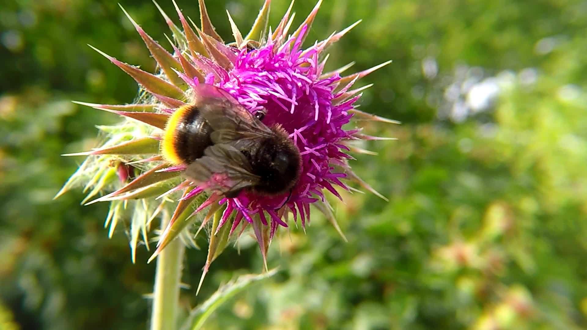 花上的大黄蜂视频的预览图