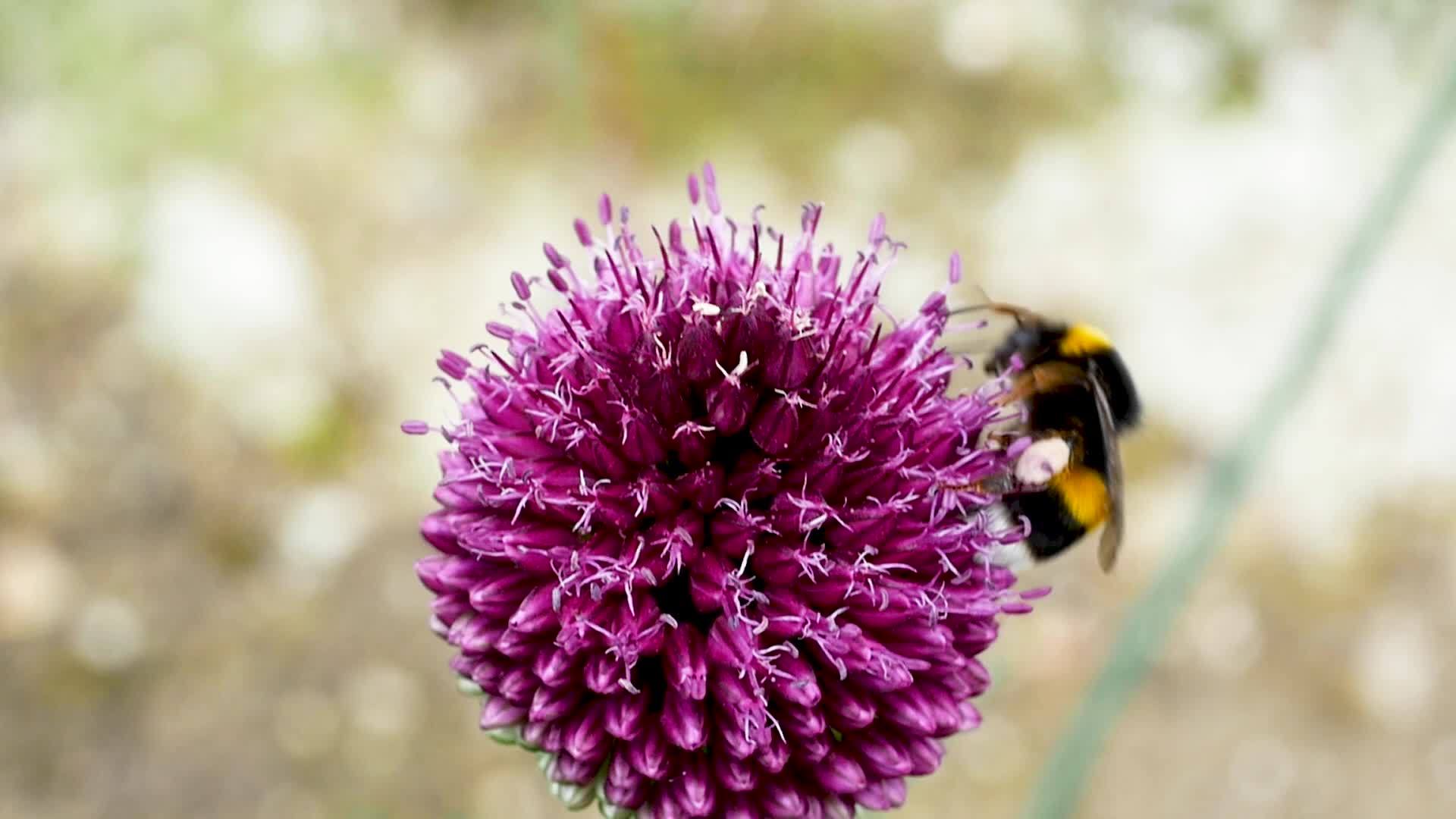 大黄蜂在紫花上收集花蜜视频的预览图