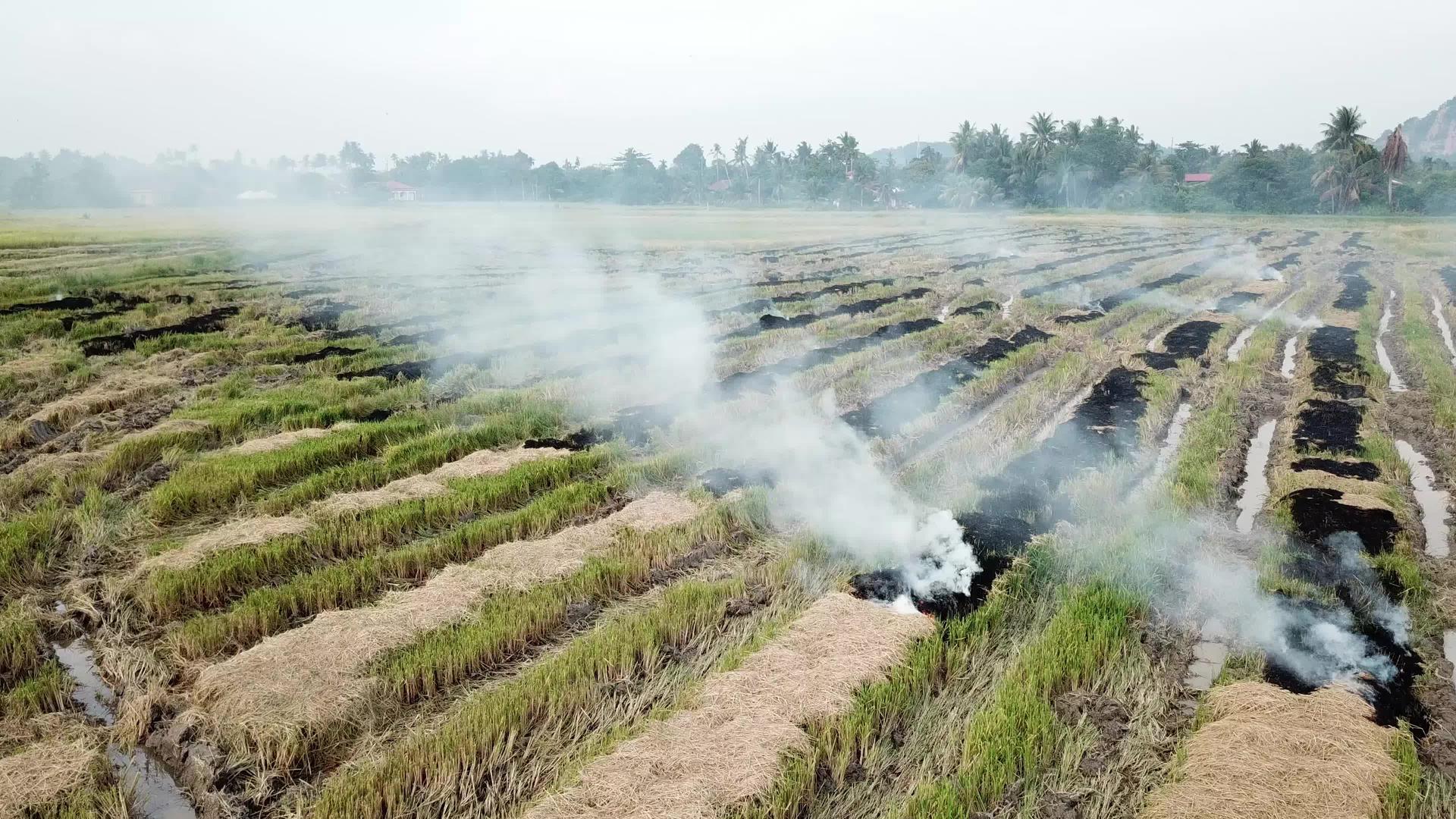 露天稻田燃烧水稻田污染视频的预览图