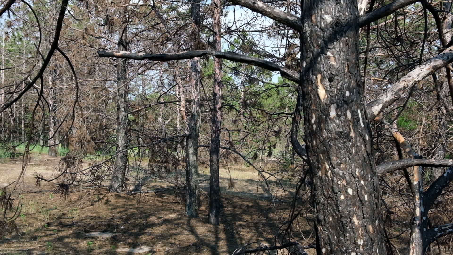 火灾发生后隐藏的森林被烧毁黑色的树木含有烟灰视频的预览图