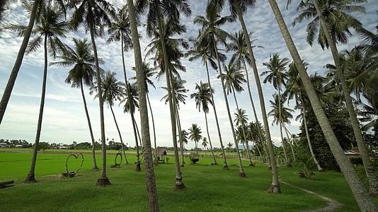 注意椰子种植园的场景视频的预览图