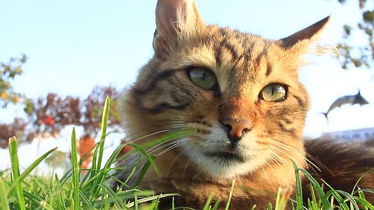 一只可爱的小猫躺在草地上爬进了空中的世界视频的预览图