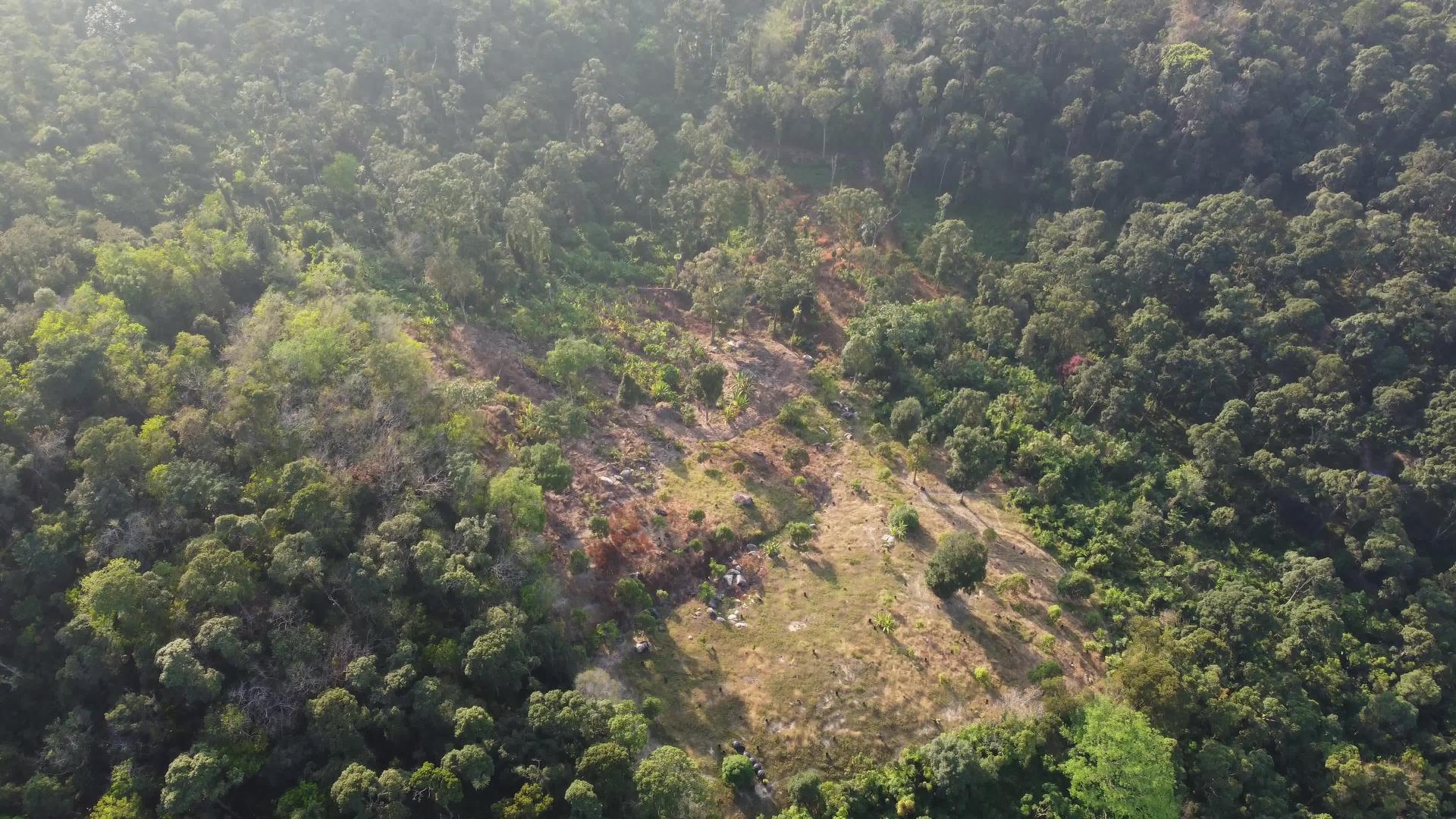 Malaysia重新种植山丘种植园视频的预览图