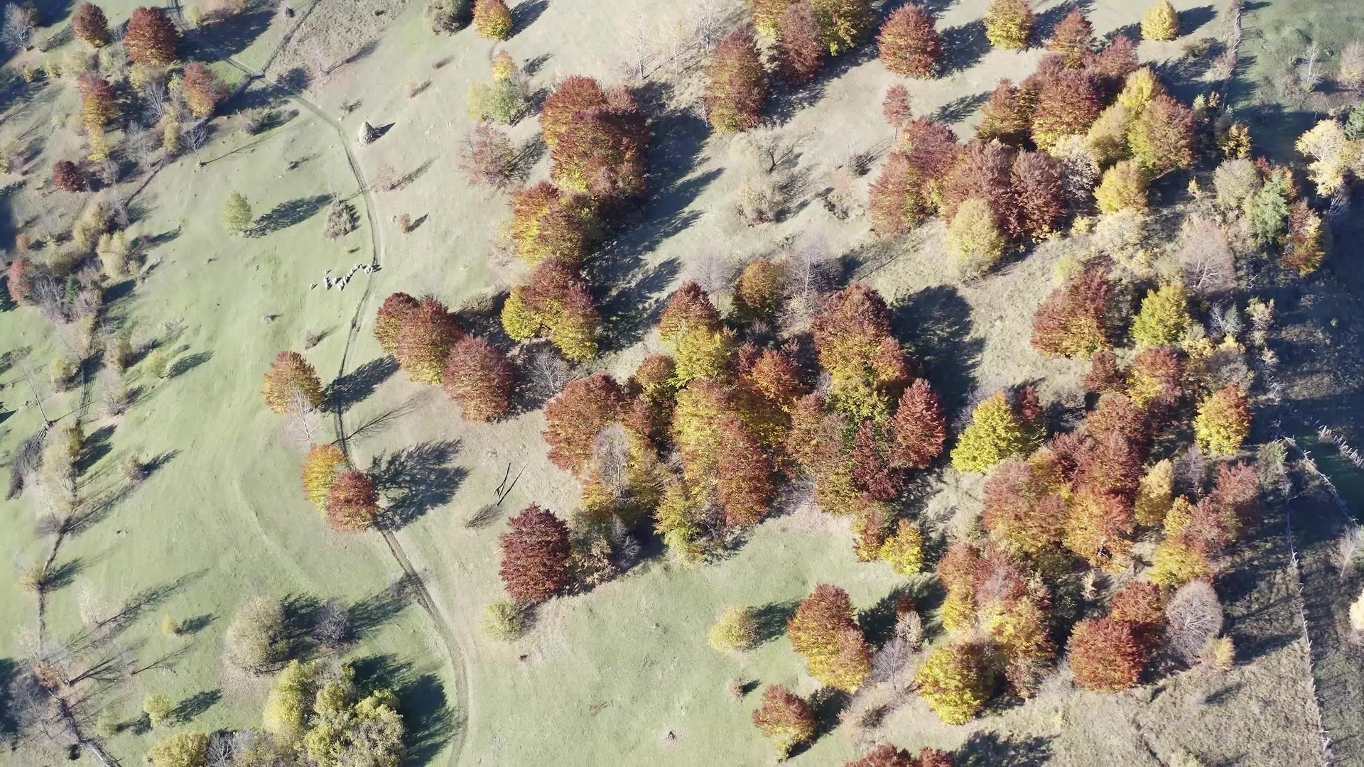 无人驾驶飞机在空中飞越树叶和一堆干草上方的树木和树木视频的预览图