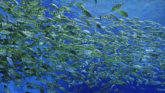 海底世界中的鱼群视频的预览图
