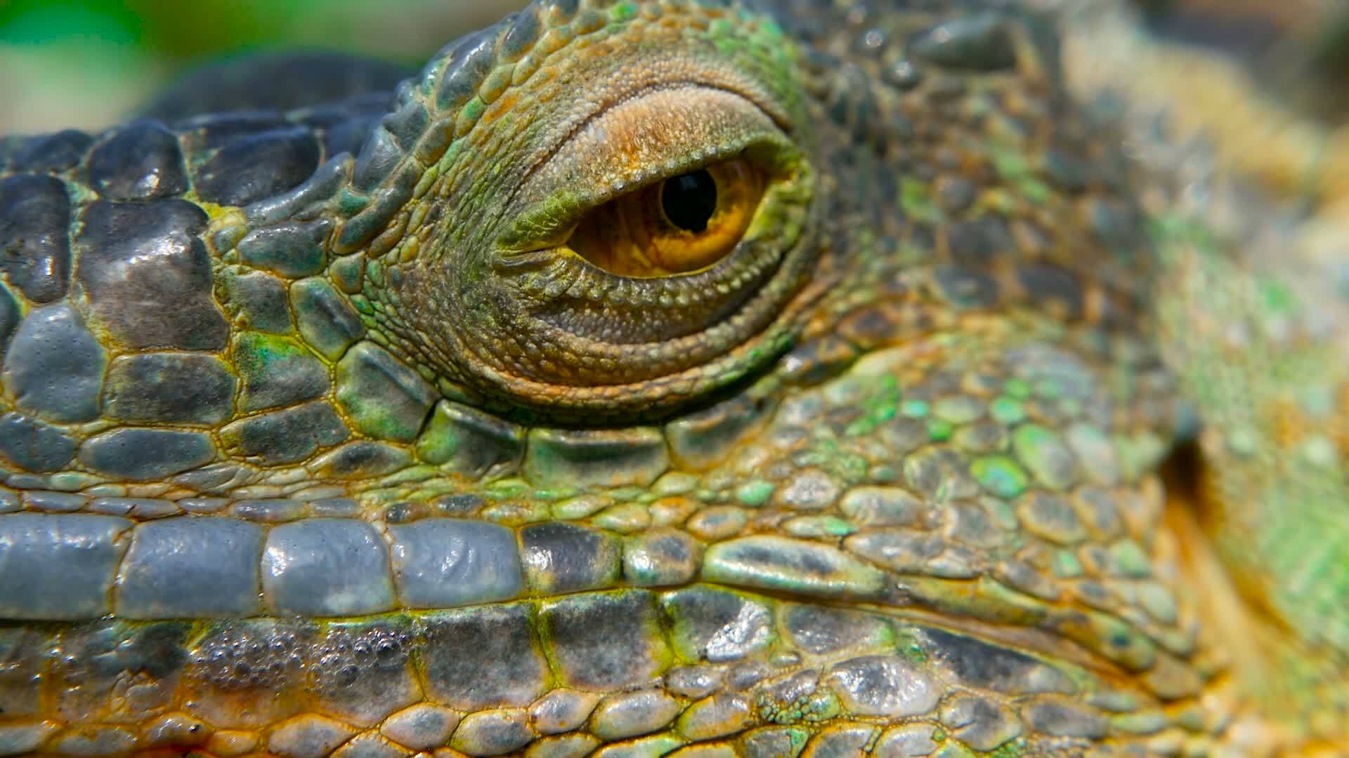 沉睡的龙休息充满活力的蜥蜴特写肖像选择性焦点视频的预览图