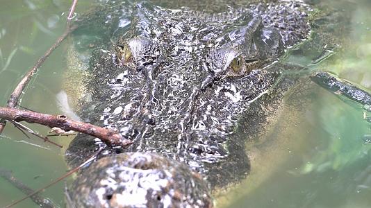 池塘里藏着河口鳄鱼视频的预览图