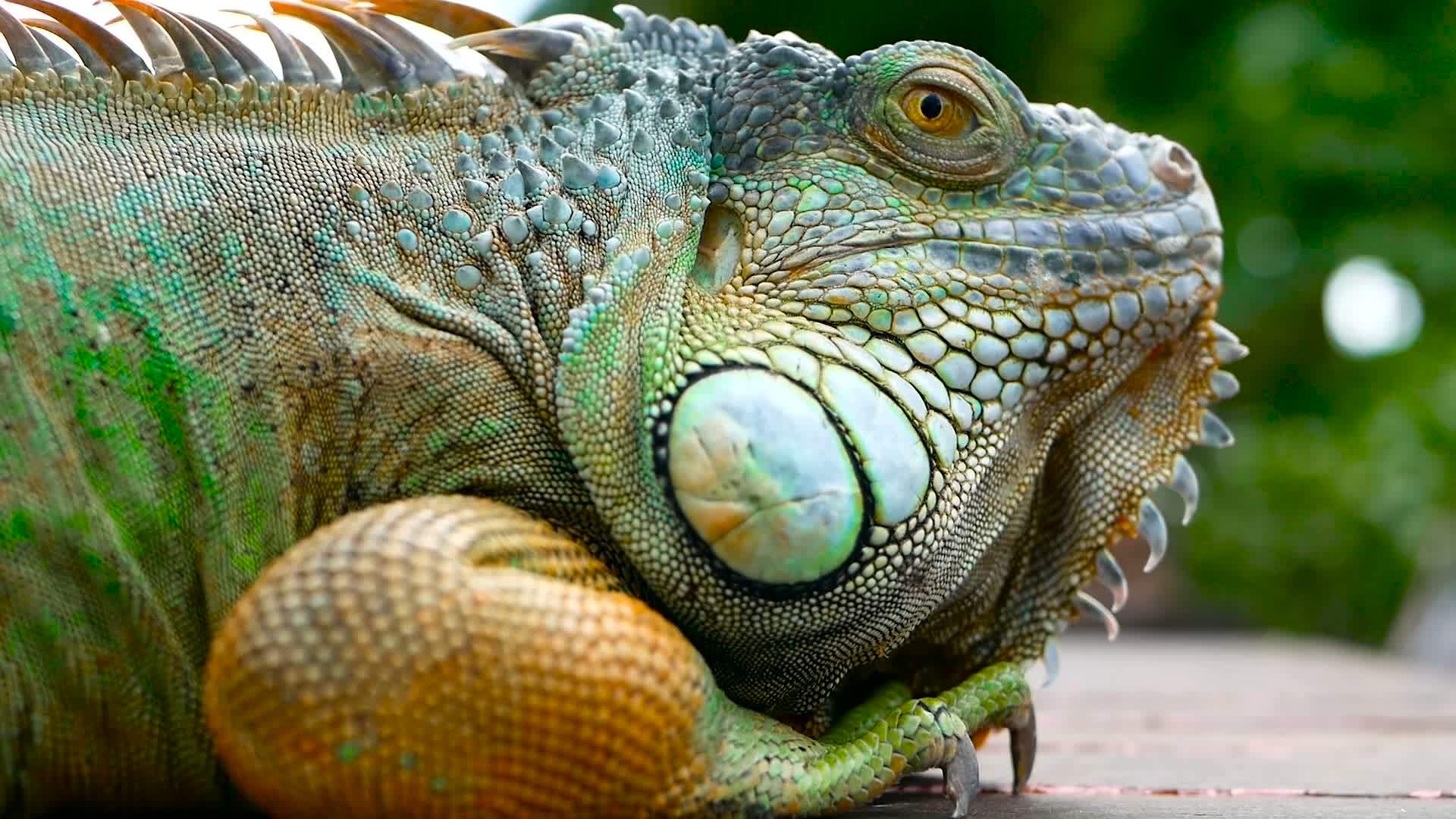 沉睡的龙休息充满活力的蜥蜴特写肖像选择性焦点视频的预览图