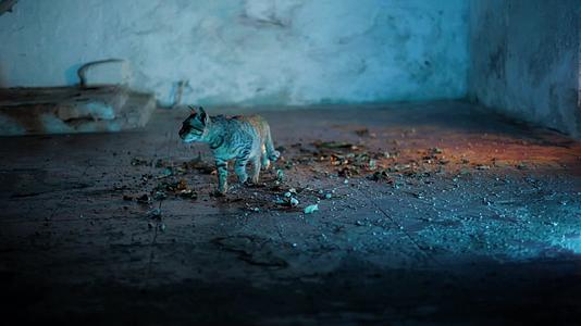 好莱坞风格的家猫在粗糙的地板上行走地板上满是干燥的视频的预览图
