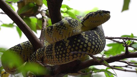 绿蛇在树枝上安息在蛇庙里安息视频的预览图