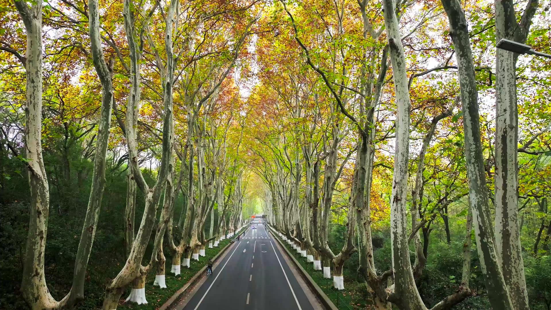 4K航拍南京秋景中山陵园路梧桐大道五彩缤纷秋色秋色视频的预览图