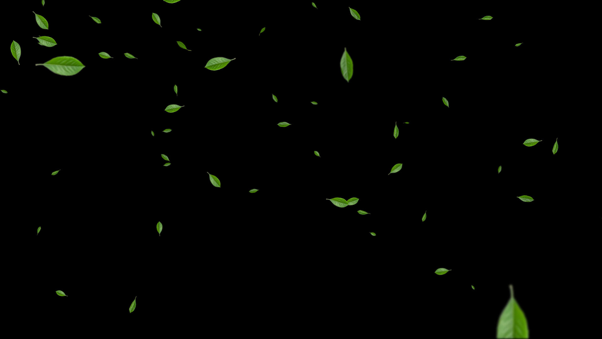 4K绿叶粒子飘落元素视频的预览图