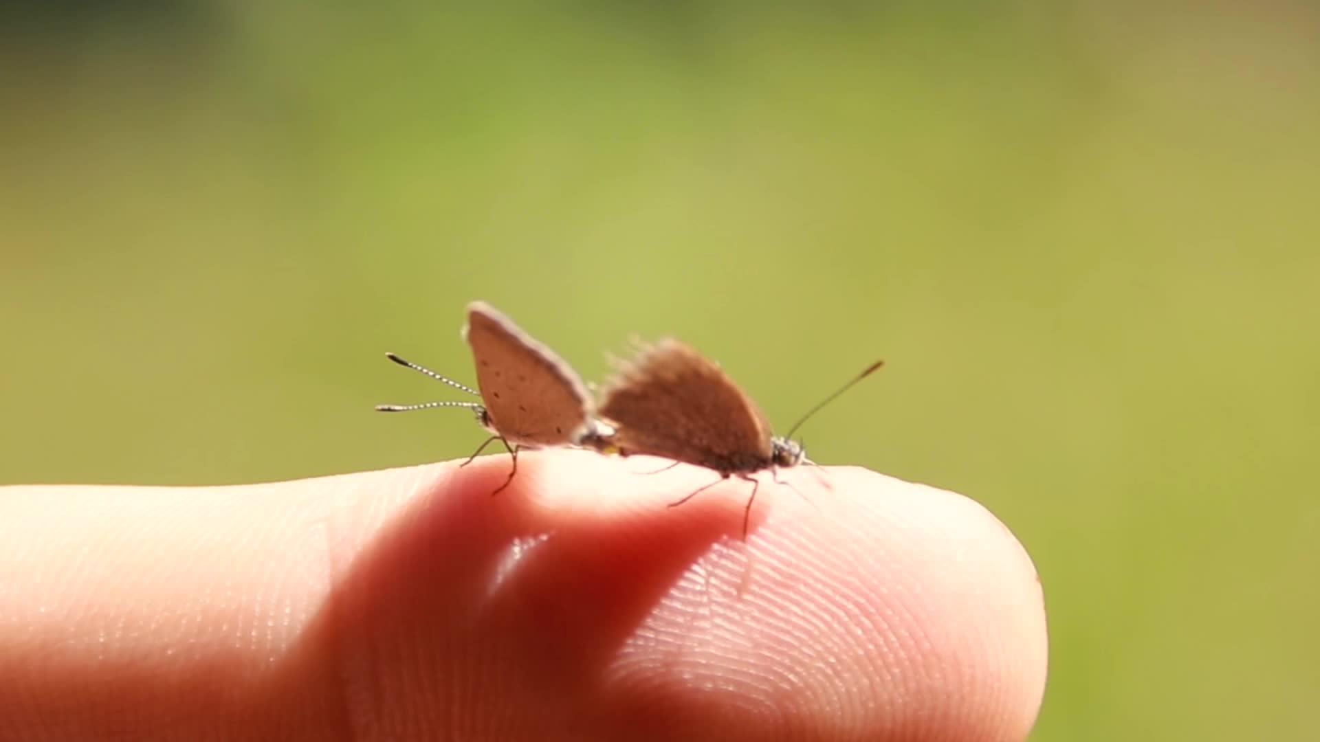 两只蝴蝶交配并粘在一根手指上视频的预览图