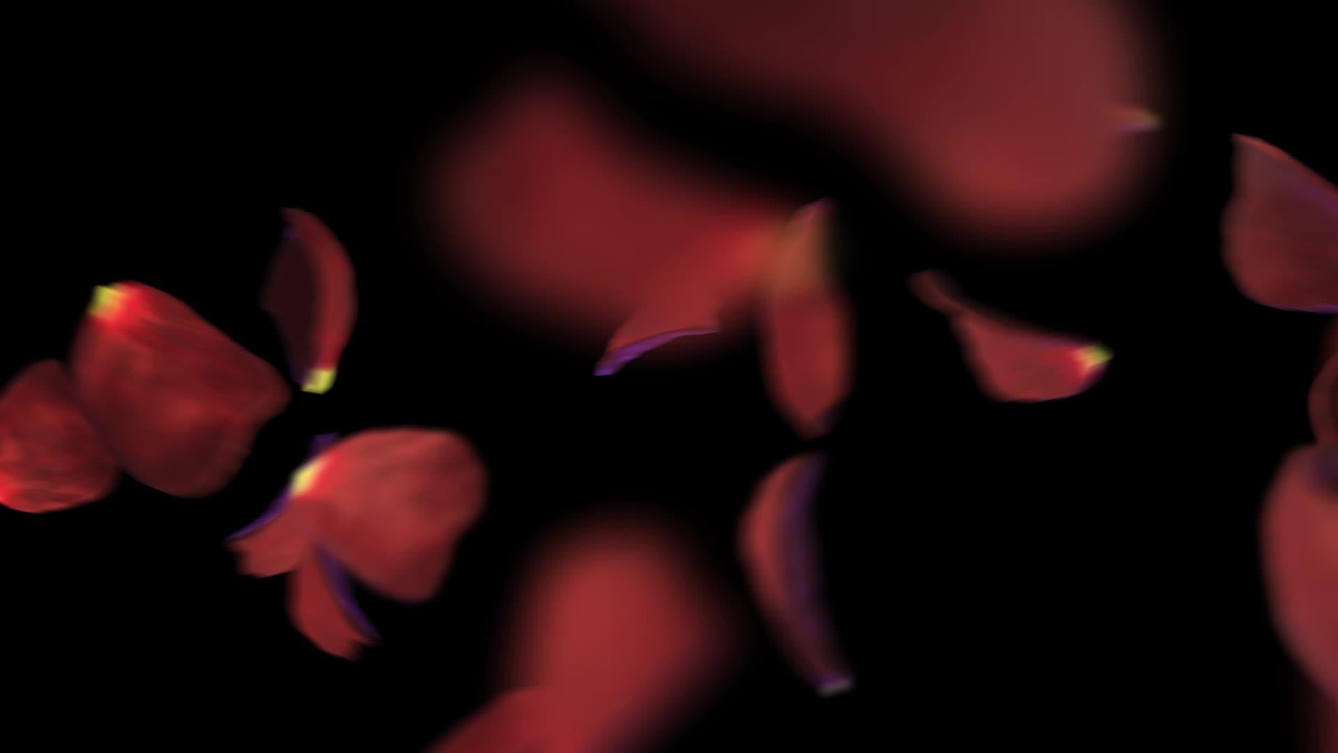 黑色背景表面的飞花瓣动画A视频的预览图