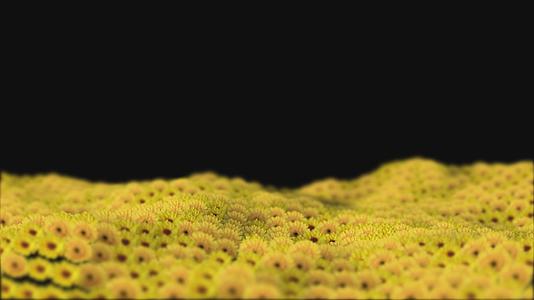 波浪菊花透明通道视频的预览图