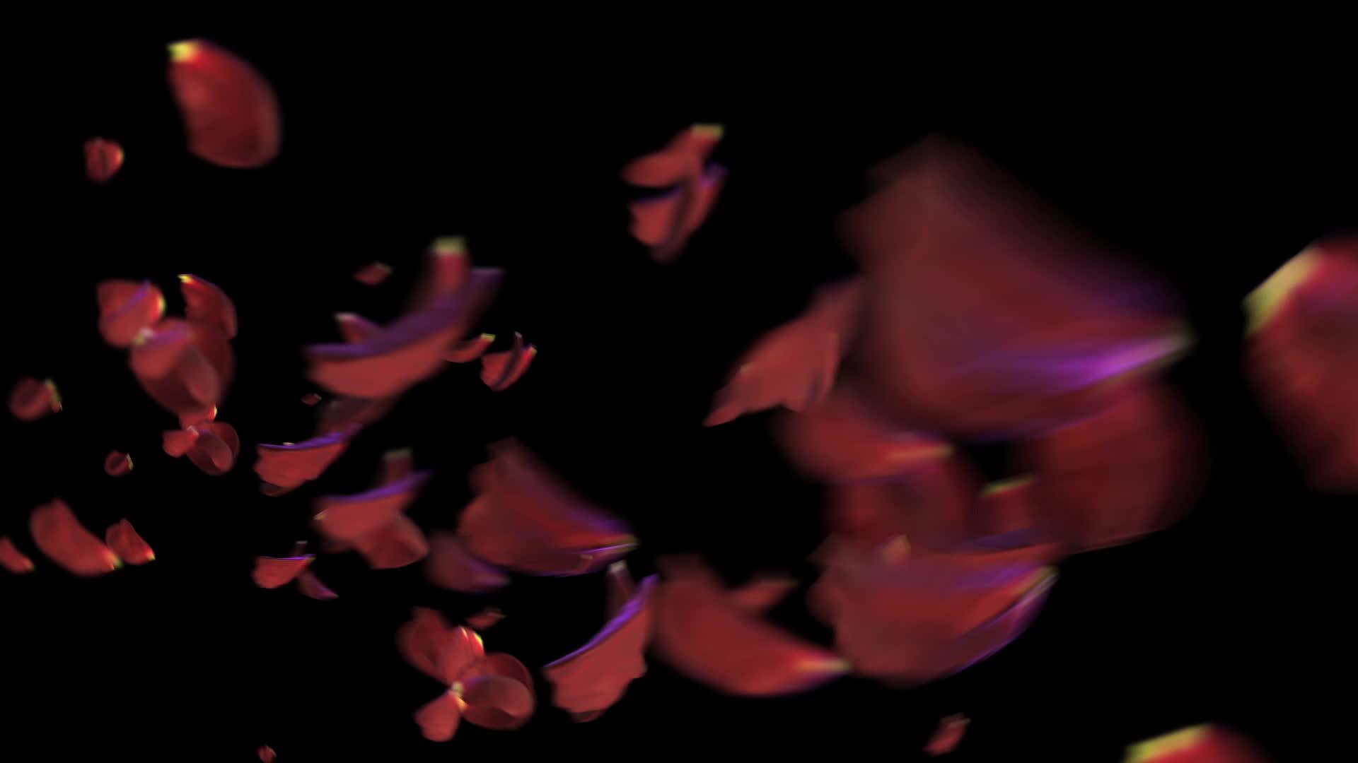 黑色背景的玫瑰花瓣移动得很快hdhd视频的预览图