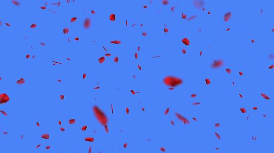 蓝色背景上的红玫瑰花瓣在滚动视频的预览图