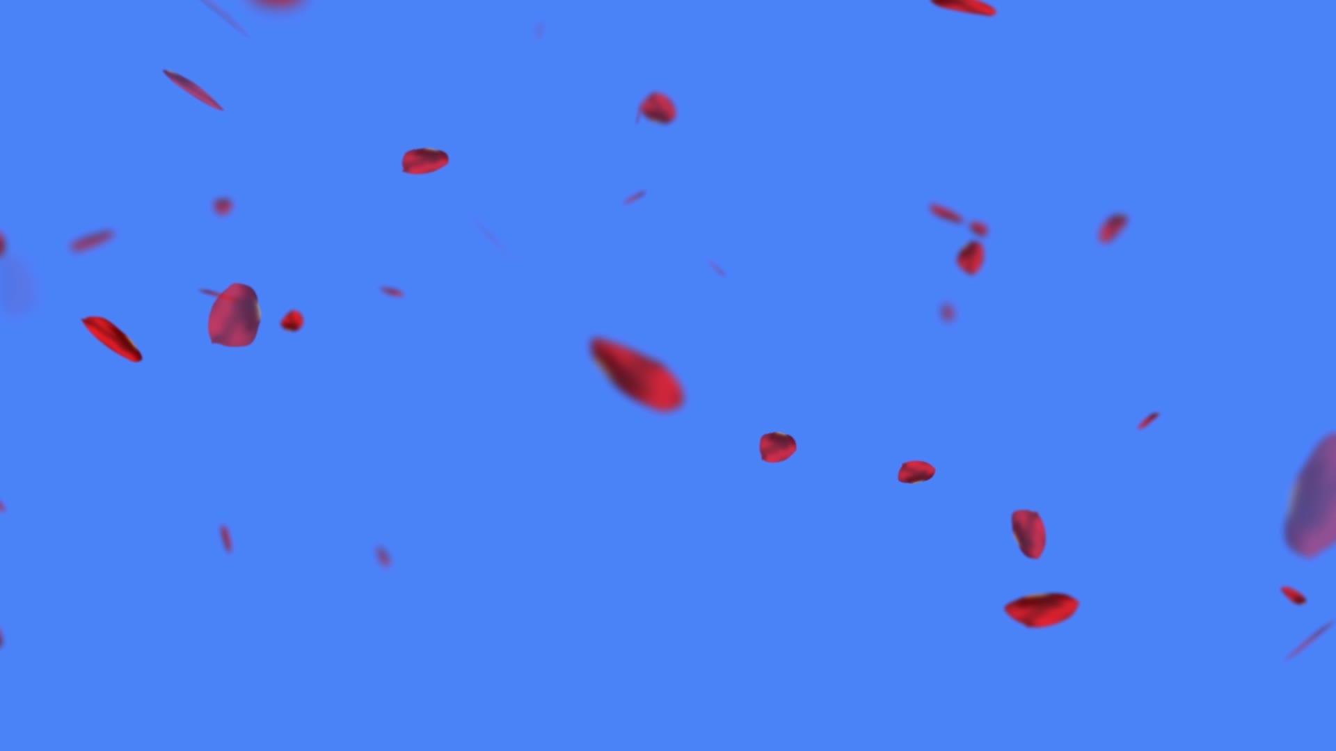 红玫瑰的蓝色背景视频的预览图