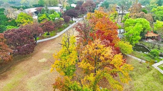 南京明孝陵秋景石像路4K航拍树叶变黄视频的预览图