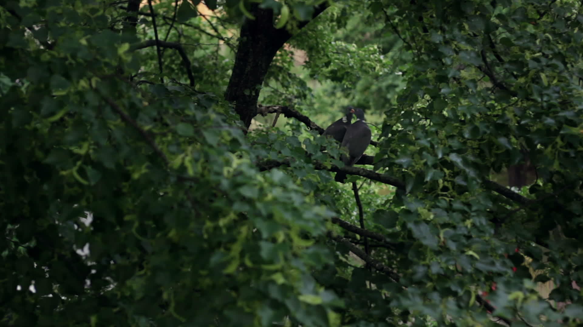 坐在树旁的鸽子打破了爱情和离婚视频的预览图
