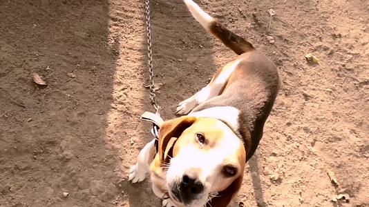 一个人玩狗把它绑在铁链上第一个看埃斯顿狗的人视频的预览图