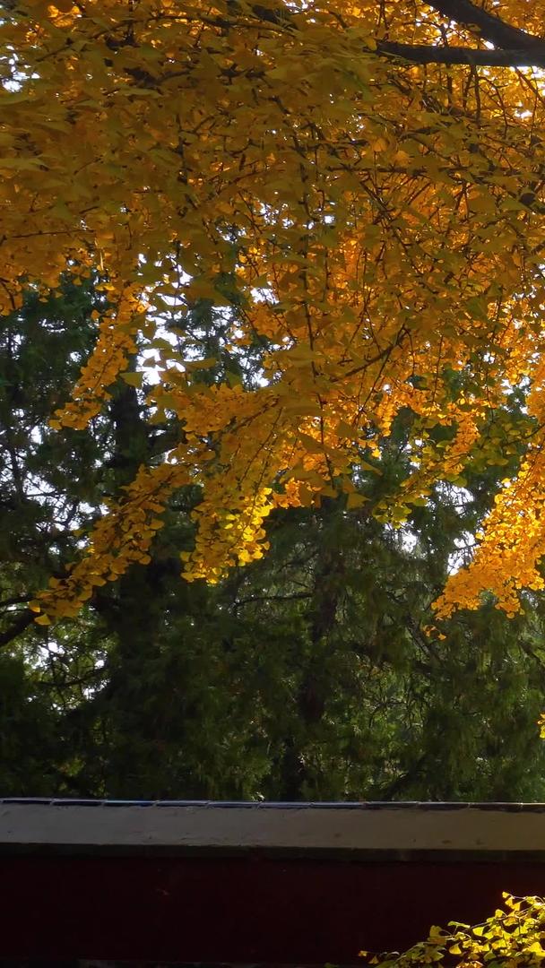 秋日阳光枫叶秋意浓浓视频的预览图