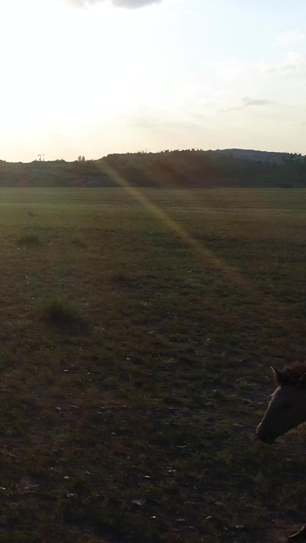 牧民在夕阳下放牧航拍视频的预览图