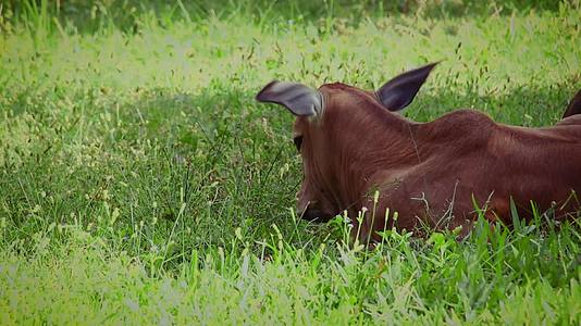 牛牛在草地上放松视频的预览图
