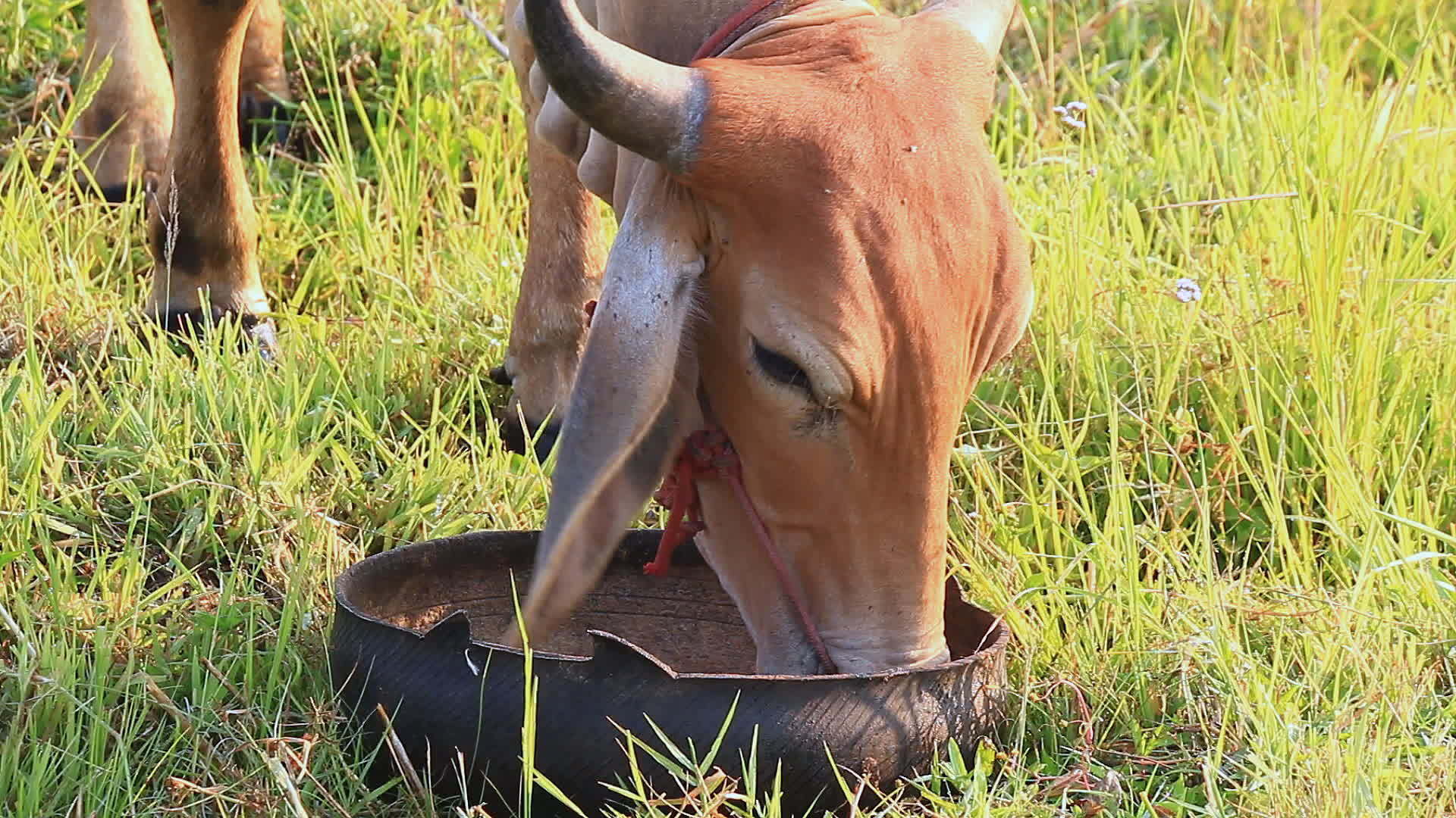食用牛牛饲料2发视频的预览图